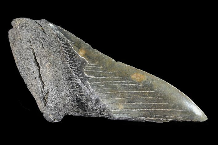 Partial Fossil Megalodon Tooth #88634